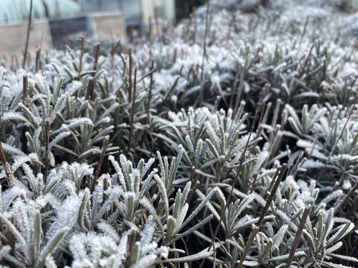 Kurs Obstbaumschnitt